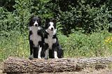 BORDER COLLIE 234